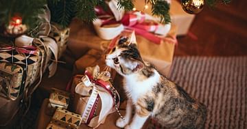 18€ Weihnachtsbonus auf das gesamte Sortiment bei Universal